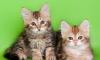 Сибирские котята  золотых и серебристых окрасов превью 1011479.