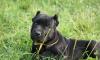 Щенки Кане-Корсо Черные превью 1012062.