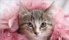 Котенок-девочка,  в дар превью 1012520.