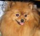Померанский Карликовый Шпиц Кобель на вязку превью 1010317.