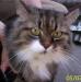 Красавица-кошка ищет дом превью 1013507.