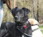 Ищем добрые руки для черного лабрадора (метис) превью 1013926.