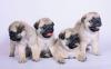 Щенки мопса превью 1013981.