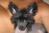 Китайская хохлатая(чёрного окраса) превью 1010487.