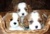 Щенки Кавалер Кинг Чарльз  спаниеля превью 1014040.