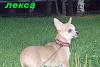 Подрощеная девочка чихуа-хуа/стандарт превью 1014065.