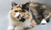 Кошка персидская превью 1014439.