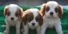 Щенки Кавалер Кинг Чарлmp Cаниель превью 1014653 Щенки Кавалер Кинг Чарлmp Cаниель превью 1014653.