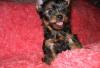 Йоркширский терьер щенки превью 1014893.