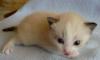 Превью Котята от сиамской кошки Тюмень - 1