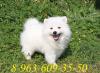 Шпиц малый белый превью 1010540.