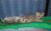 Превью Шотландские  котята красивого окраса Подольск - 2