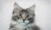 Продам котенка Мейн-куна превью 1015159.
