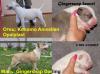 Превью Продаются щенки бультерьера Краснодар - 1