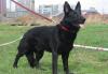 Черные немецкие овчарки превью 1015445.