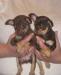 Щенки г/ш русского той-терьера превью 1015519.