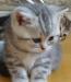Британская кошечка голубая на серебре превью 1015866.