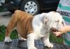 Английский бульдог превью 1015925.