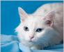 Нежная белая кошка в дар превью 1016013.