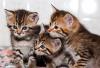 В дар очаровательные котята-полосатики превью 1016070.