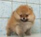 Померанские шпицы - интересные щенкиНедорого превью 1016159.
