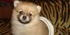 Превью Забавные игрушки Москва - 2