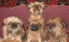 Щенки брюссельского и бельгийского гриффона превью 1017195.