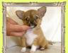 Щенки  чихуахуа .Недорого превью 1017373.