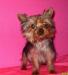 Шикарная мини девочка йоркширского терьера превью 1017489.