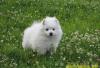 Белые  шпицы превью 1017955.