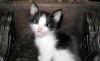 Котёнок мальчик ищет дом превью 1018369.