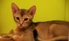 Абиссинский кот-красавчик приглашает на вязку превью 1018426.