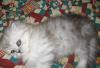 Котята ПЕРСИДСКОЙ ШИНШИЛЛЫ и др окрасы превью 1019041.
