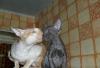 Превью Котята корниш-рексы Екатеринбург - 3