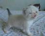 Персидские и экзотические котята превью 1019365.