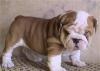 Американский бульдог превью 1019612.