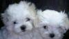 Щеночки мальтезе от 15.000 превью 1019752.