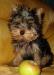 Йоркширского терьера щенки -  девочки превью 1019994.