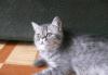 Превью Плюшевый котик Нижний Новгород - 2
