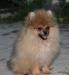 Шпиц померанский мини от чемпиона г. Одинцово превью 1100035.