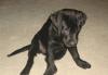 Лабрадора девочка чёрная 3 мес превью 1100093.