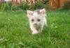 Отдам котенка превью 1101235.