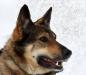 Отдам собаку, метис овчарки. Добрая, "звоночек" превью 1101554.