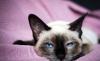 Тайский котенок мальчик. Ласковый, игривый превью 1101576.