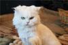 Персидская белая кошка молодая превью 1101650.