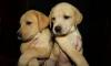 Лабрадорчики девочки превью 1101944.