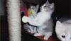 Превью Британская 3-х цветная кошечка Санкт-Петербург - 1