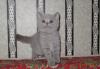 Британские короткошёрстные котята превью 1103208.