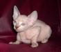 Канадский сфинкс, голубоглазая очаровашка превью 1103777.