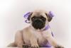 Щенки Мопса превью 1103792.